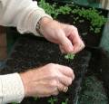 Seedlings pricking outclose up2